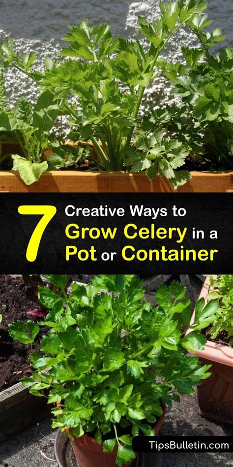 7 Creative Ways To Grow Celery In A Pot Or Container Growing Celery
