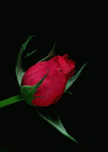 Rose Flower Gif Rose Flower Blooming Discover Share Gifs Roses