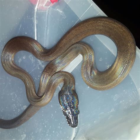 Sold White Lipped Pythons Faunaclassifieds