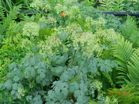 Thalictrum Meadow Rue Powerful Perennials