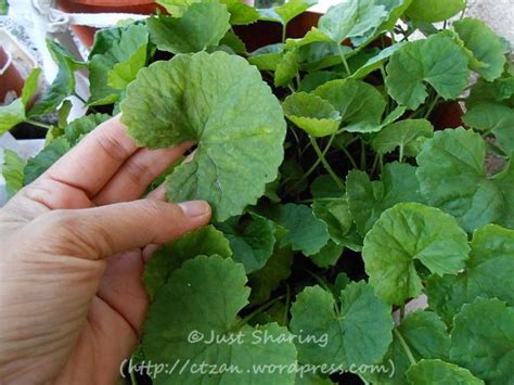 Its appraisal well encountered a gas column of 850m. GOTU KOLA, PEGAGA, Centella Asiatica (With images ...