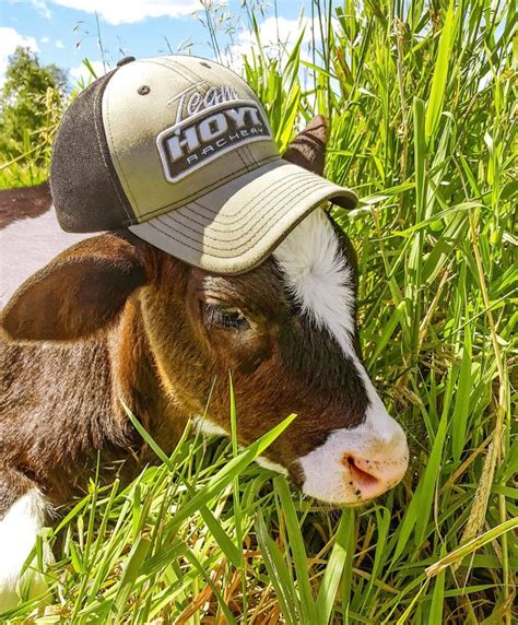 65 Cute Farm Animal Photos You Need To See Readers Digest