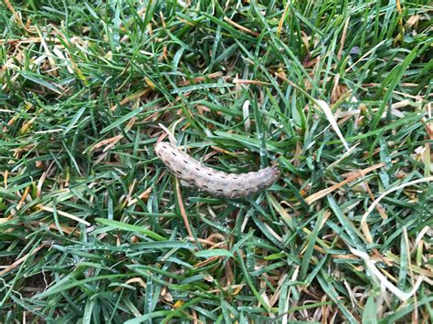 Most overwinter as grubs in the host, or as pupae; Large yellow underwing caterpillar 4.22.17 | Caterpillar ...
