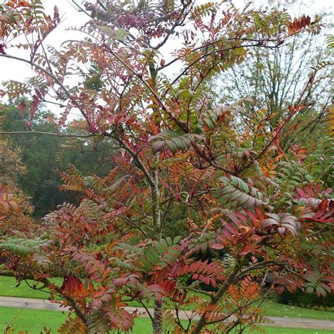 Even small gardens look better with a tree, but it's not always easy to pick the right one. Sorbus Eastern Promise | Buy Pink Berried Mountain Ash Trees