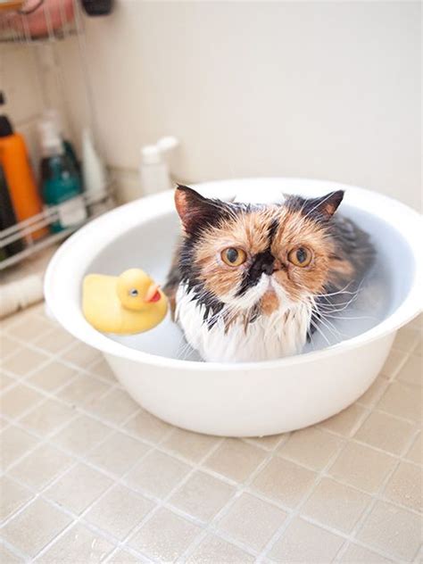 10 Photos Of Cats Bathing Moments The Good And The Hard Cats In Care