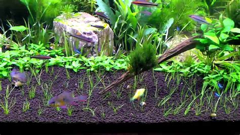 Mainam dwarf sagittaria subulata carpet freshwater aquarium plant 6. HOW TO: Dwarf Hair Grass Carpet Day 1 - YouTube