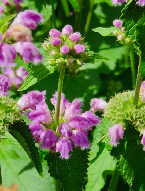 Sweet As Nectar Plant Exchange Blog