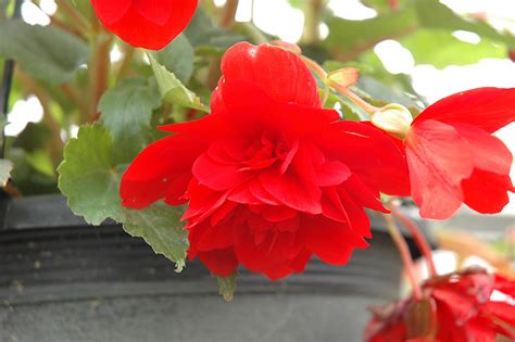 Illumination Scarlet Begonia Begonia Illumination Scarlet In