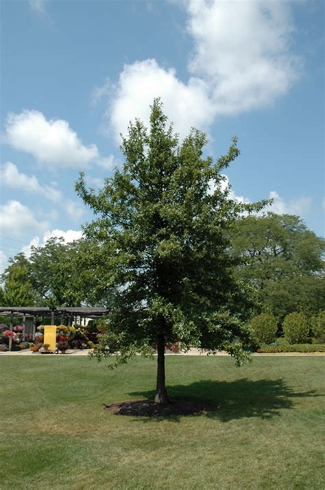 Shingle Oak Quercus Imbricaria In Fort Wayne Indiana In At Arbor