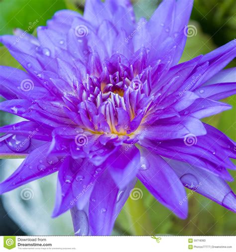 Purple Lotus Flower With Water Drop Stock Image Image Of