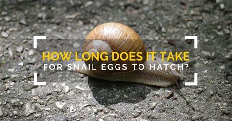 She will carry the egg sac around with her and aggressively guard it against any intruders until the spiderlings emerge. How Long Does It Take For Snail Eggs To Hatch? | Snail ...