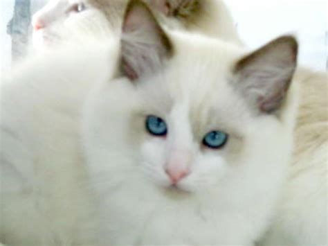 San diego pet rehoming services. RAGDOLL KITTEN Beautiful FOR SALE ADOPTION from el cajon ...