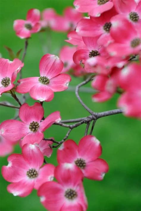 12 Best Flowering Trees In Alabama Stunning