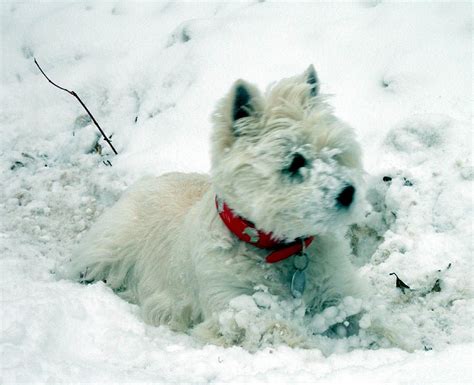 Westie Snow Dog Cute Westie Puppies