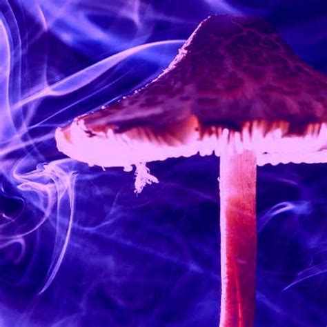Smoking Mushrooms Magic Mushroom Canada