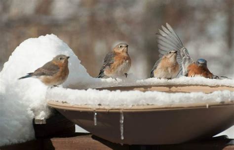 Winter Birds What The Birds Want You To Know Southern Maryland News