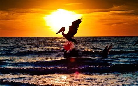 Sunset With Two Pelicans 1920 X 1200 Widescreen Wallpaper