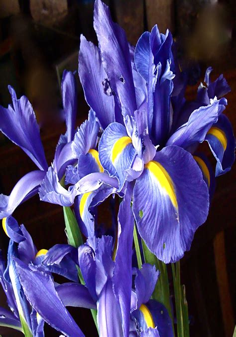 Beautiful And Unique Iris Flowers Bulb Flowers Iris Bouquet Iris