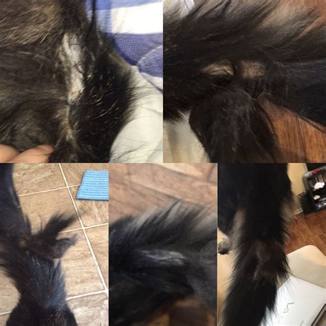 Please Help Yeezy Has Bald Spot On Tail Clump Of Fur Matted Near Cats