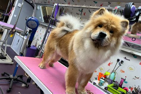 Dog Grooming in Johnstone Renfrewshire by LoveDog
