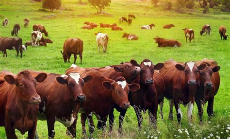 And participatory process involving all development. Starting Beef Cattle Farming Business Plan (PDF) - StartupBiz Global