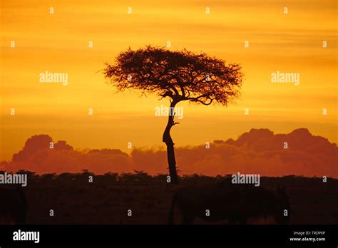 La Sabana Africana Masai Mara Fotos E Im Genes De Stock Alamy