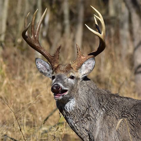 White Tailed Deer Seasonal Food Preferences