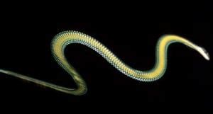 As cobras voadoras da Ásia topbiologia com
