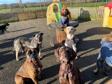 Some pics of the gang together 🐾💕💙... - Woofits Doggy Daycare