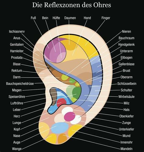 Reflexzonen Des Ohres Reflexology Benefits Reflexology Chart Sciatic Nerve Sciatica Ear