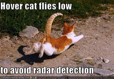 Hover Cat Flies Low To Avoid Radar Detection Hover Cat Funny Cat