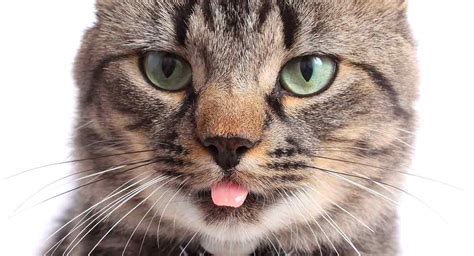 Do Cats And Dogs Taste With Their Tongues Exploring Their Unique