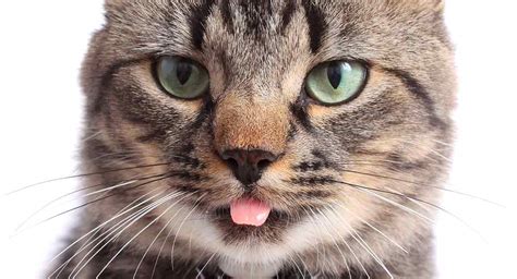 Why Do Cats Stick Their Tongue Out A Complete Guide