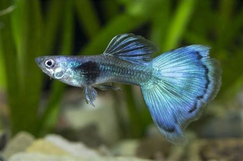 Just curious if they are actually endler's or. Guppy Männchen blau dark, Poecilia reticulata Tiere ...