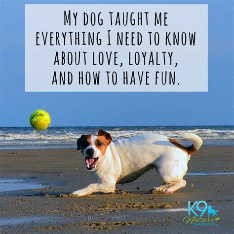 Dog Quote My Dog Taught Me Everything I Need To Know Dog Quotes