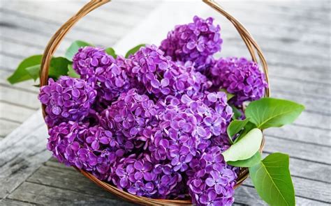 Download Wallpapers Lilac Spring Flowers Bouquet Of