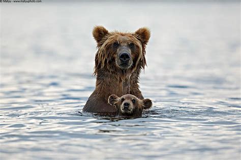 19 Mother Bears And Their Adorable Cubs Nature Babamail