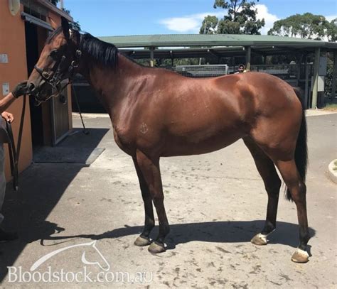 Bloodstock Listing Sold Bobs 2yo Sydney Metro Trained Filly By
