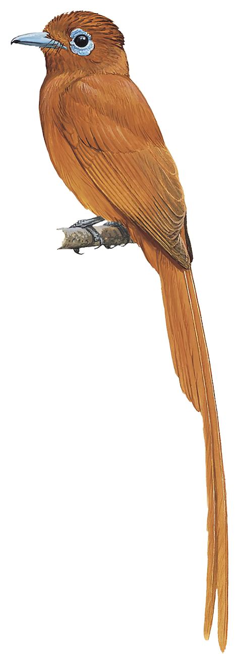 Japanese Paradise Flycatcher Terpsiphone Atrocaudata World Bird Names