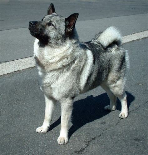 norwegian elkhound wikipedia