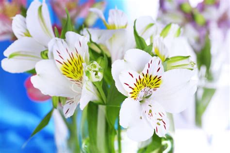 Check spelling or type a new query. Freesia Flower Meaning - Flower Meaning