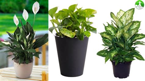 This list includes a number of extremely popular household plants, many of which might come as a surprise to newer cat owners. 10 Indoor Plants That Are Poisonous And Dangerous - YouTube