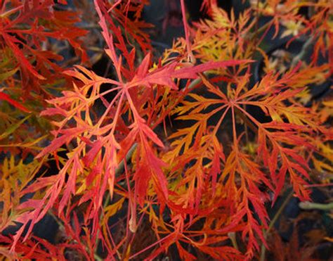 Acer Palmatum Dissectum Waterfall Green Cutleaf Japanese Maple Kigi