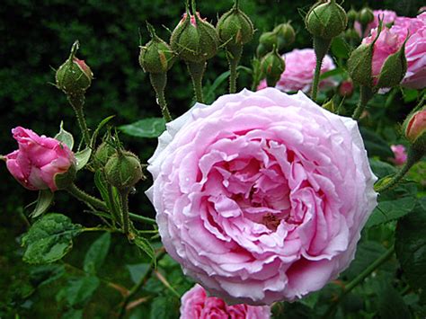 Top Ten Old Roses Gardeners Tips