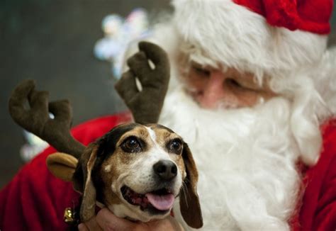 Pet shop & pet warehouse | buy pet supplies online. 8 Fun Holiday Promotional Ideas - Local Store Marketing Guide