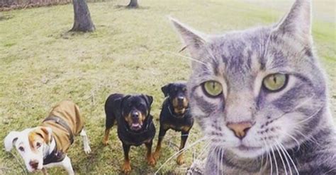 Cat Takes Selfie With Dog Friends And It Might Just Be The Best Picture