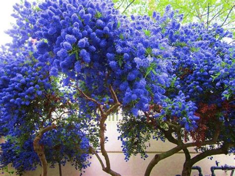 Oak, mexican blue common name: ceanothus - california lilac | Flowers perennials ...