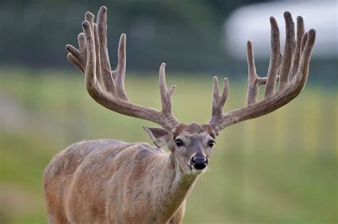 M3 Whitetails Havent Been Kicked To The Curb Yet Deer Breeder In