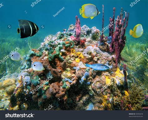 Colorful Marine Life With Sea Sponges And Tropical Fish Underwater Sea