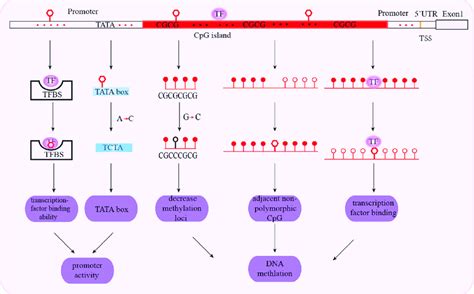 Schematic Representation Of Mechanisms Associated With Promoter Snps